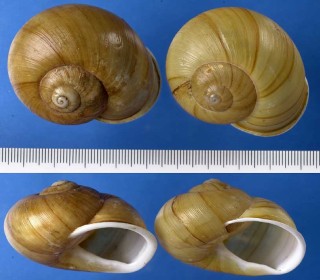 グアネアツクチマイマイ (仮称) Zachrysia guanensis guanensis small