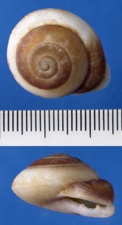 アイマイシワクチマイマイ Polydontes perplexa small