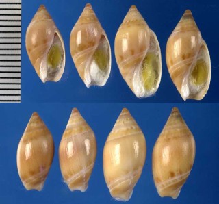 ホタルガイの一種 Amalda obesa small