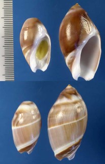 ズングリリュウグウボタル Amalda obtusa small