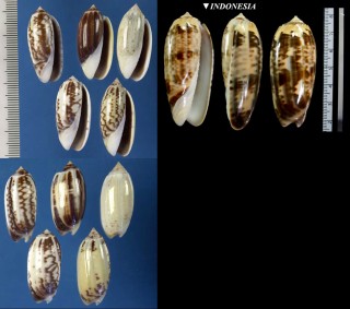 キマクラ Oliva lignaria small