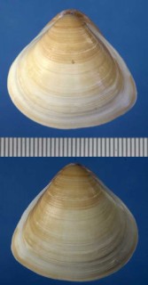 アリソナリハマグリ Tivela mactroides small