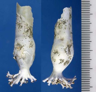 ハマユウ 浜木綿 Stirpuliniola ramosa small