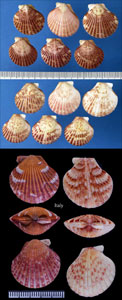 タイセイヨウヒヨク Aequipecten commutatus small