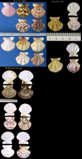 ニシノタエニシキ Flexopecten flexuosa small