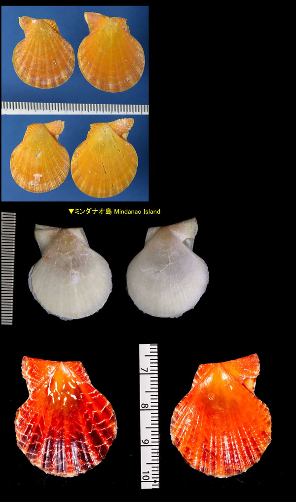 リュウキュウナデシコ Laevichlamys squamosa small