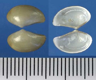 ハトムギソデの仲間 未詳 Neilonella sp. small