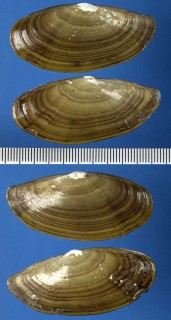 ツヤソデガイ Yoldia limatula small