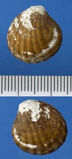 カガミマルフミ Cyclocardia crassidens small