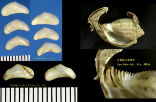 ヘノジガイ Curvemysella paula small