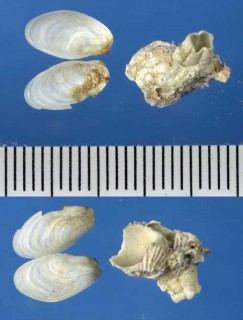 チビツクエガイ Gastrochaena cymbium small