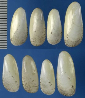 アメリカホトトギス Amygdalum americanum small