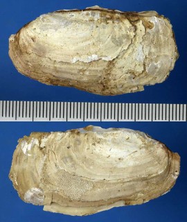 ネリガイの一種 Pandora dissimilis small