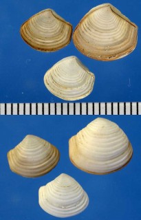 ヒロカタビラ Myadora fluctuosa small