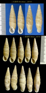 モリヤギセル 守屋煙管 Vastina moriyai small