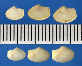 コカタビラ Myadora reeveana small