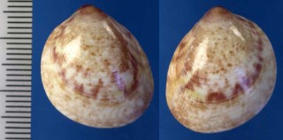クラリースベリザル Laevicardium clarionense small