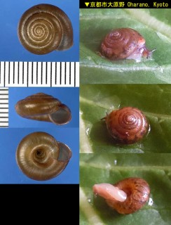 コオオベソマイマイ Aegista mimula small