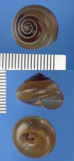 カドバリニッポンマイマイ Satsuma japonica carinata small
