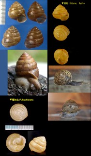 ヤマタカマイマイ Satsuma papilliformis small