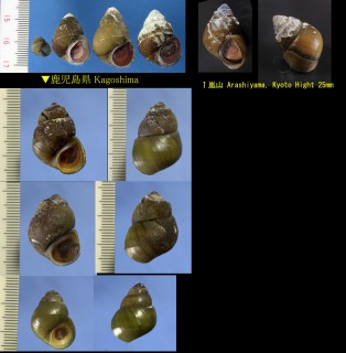 ヒメタニシ Sinotaia quadrata histrica small
