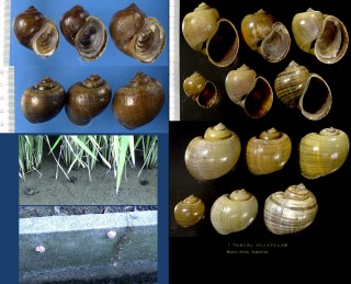 スクミリンゴガイ (ジャンボタニシ) Pomacea canaliculata small