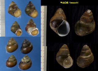 オオタニシ Cipangopaludina japonica small