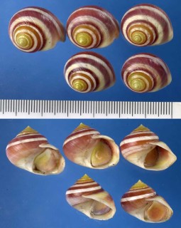 ツヤコガネダマ Viana regina laevigata small