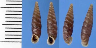 オーストリアギセル Macrogastra plicatula small