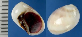 クチベニタマガイ Polinices melastomus small