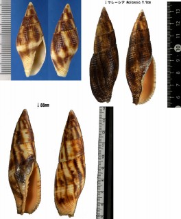 コゲフデ Mitra eremitarum small