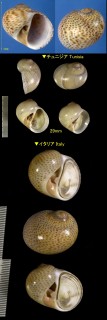 ソバカスタマガイ Naticarius stercusmuscarum small