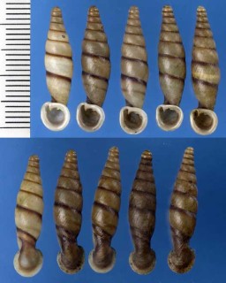 コガタケイリンワニグチギセル (仮称) Tropidauchenia fuchsi small