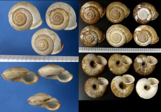 カドバリマイマイの一種02 Ampelita granulosa small