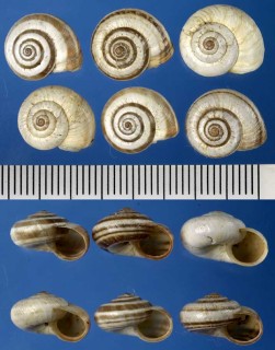 ネグレクトデューンスネイル Cernuella neglecta small