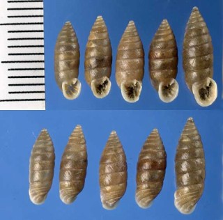 イリリクムサナギガイダマシ (イリュリアキセル) Granaria illyrica small
