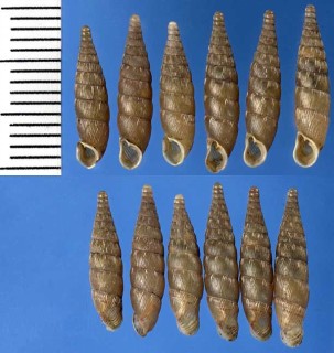 メハディアギセルの仲間 Bulgarica nitidosa small