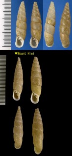 ハゲギセル 禿煙管 Pinguiphaedusa attrita small