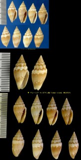 ムシロフデの仲間 Mitra coriacea small