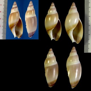 スソオビボタル (タマテバコボタル) Ancillista cingulata small