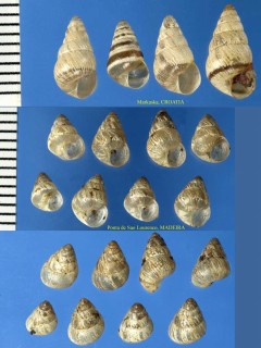 トウガタマラガマイマイ Cochlicella barbara small