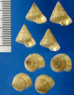 カゲロウエビス 仮称 Calliostoma perfragile small