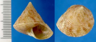 セイヨウエビスの一種 Calliostoma lithocolletum small