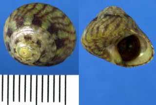 ヘビカワシタダミ Gibbula pennanti small