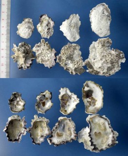 クロヘリガキ Saccostrea mytiloides small