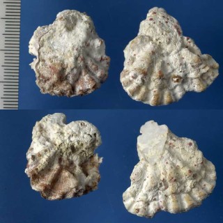チュウベイマメガキ Plicatula penicillata small