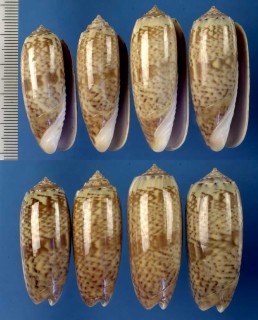 カタハリマクラ Oliva pacifica small