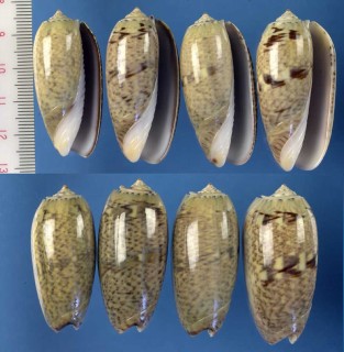イロガワリマクラの一型 Oliva vidua cylindrica small