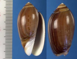 ペルーマクラの茶色型 Oliva peruviana subcastanea small