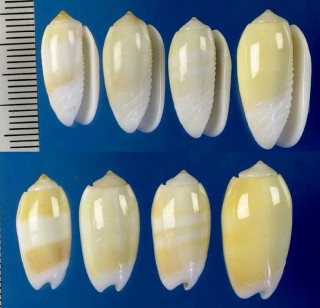 フタオビヒナマクラ Oliva carneola bizonalis small